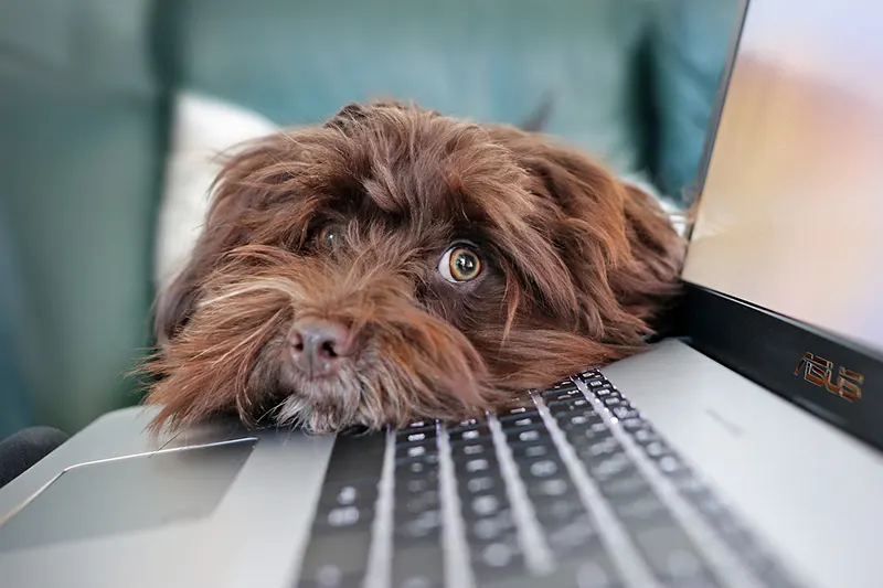 Braon pas stavlja glavu na tastaturu laptopa