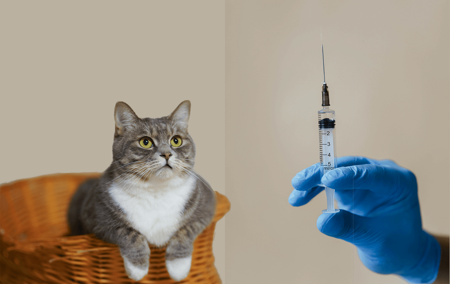 Mačka i vakcina