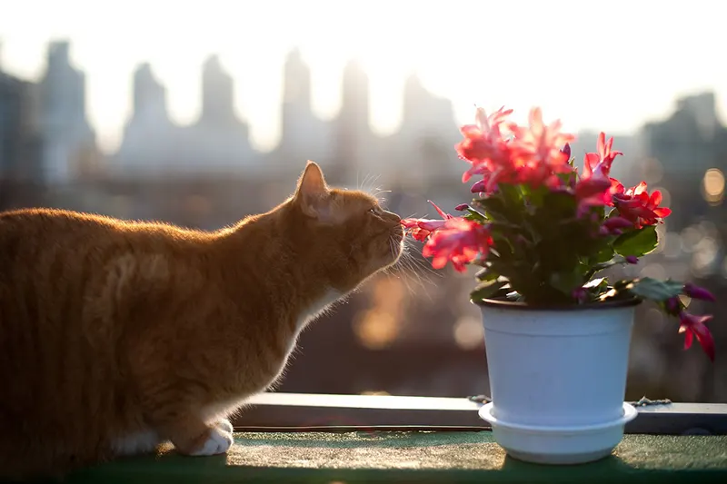 Mačka njuši cveće u saksiji