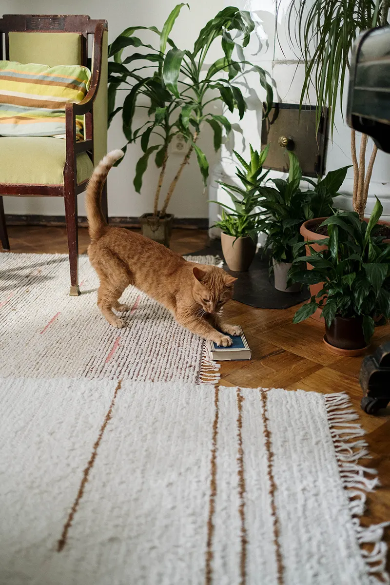 Mačka se igra u stanu