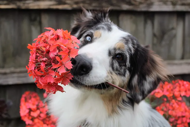 Pas drži cvet u ustima