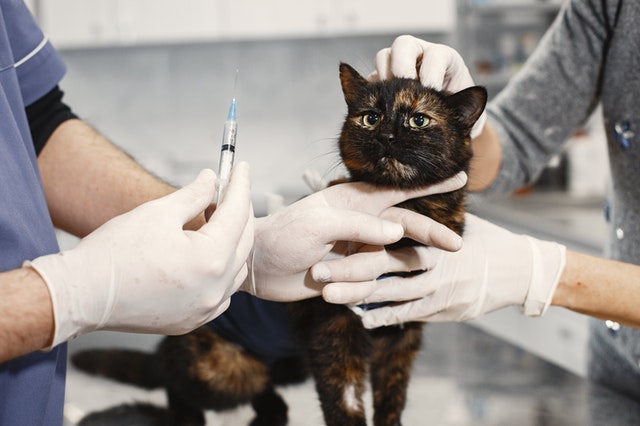 Vakcinacija kod mačaka