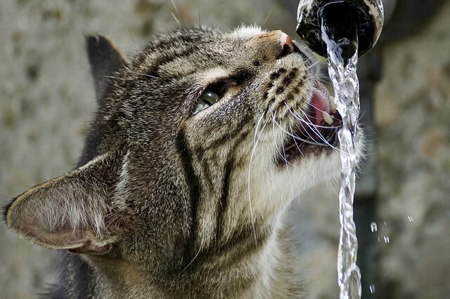Mačka pije vodu