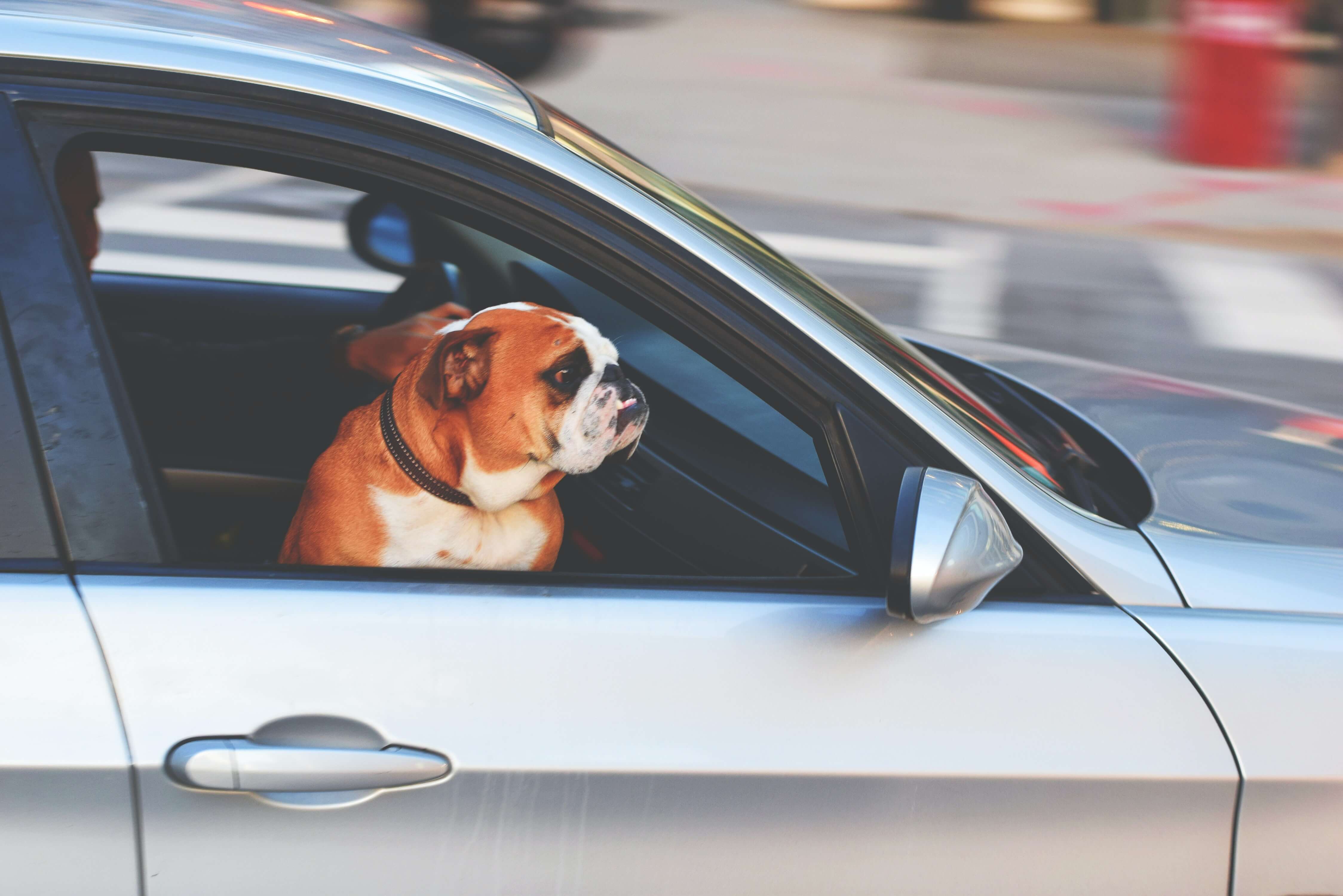 Vožnja psa u automobilu