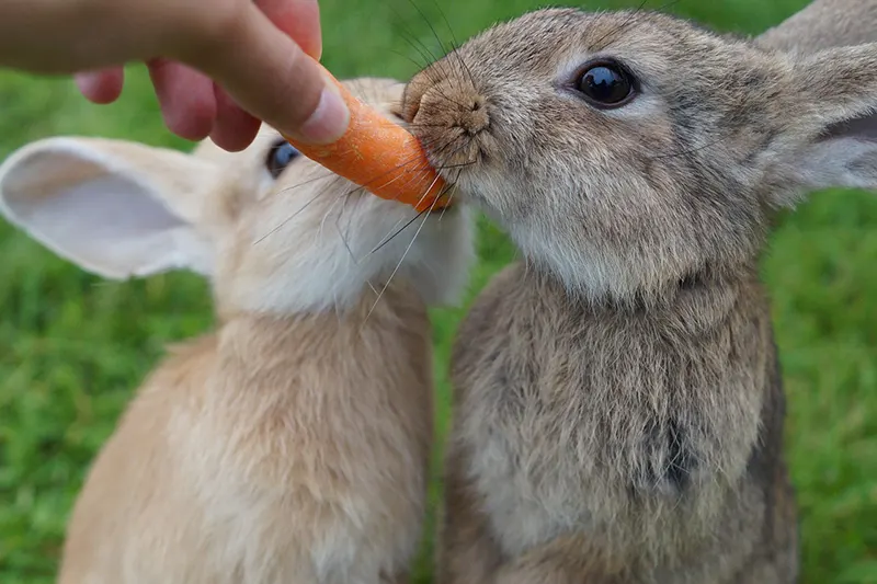 Zečevi jedu šargarepu