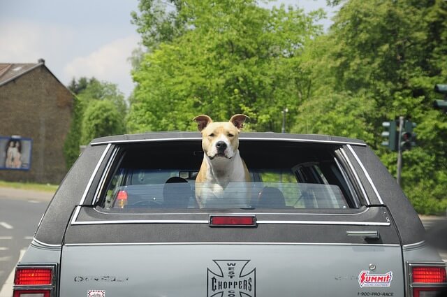 Pas na zadnjem sedištu automobila
