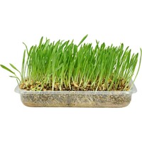 Flamingo Mačija trava - Cat grass soft 