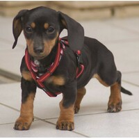 Rogz Midget ogrlica Pink