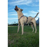 Rogz Armed Response klasični am XL Hound Dog Black