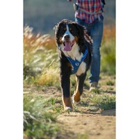 Rogz Explore Lumberjack postavljeni am XL Plavi
