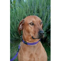 Rogz Beach Bum klasičan povodac Purple Chrome