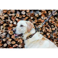 Rogz Beach Bum klasična ogrlica Mocha Bone 20mm - 3/4