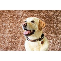 Rogz Instant ID privezak L Mocha Bone