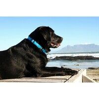 Rogz Beach Bum klasična ogrlica Turq Paw 20mm - 3/4