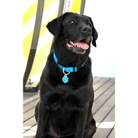Rogz Beach Bum klasična ogrlica Turq Paw 20mm - 3/4