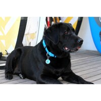 Rogz Beach Bum klasična ogrlica Turq Paw 20mm - 3/4