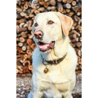 Rogz Beach Bum klasična ogrlica Mocha Bone 20mm - 3/4